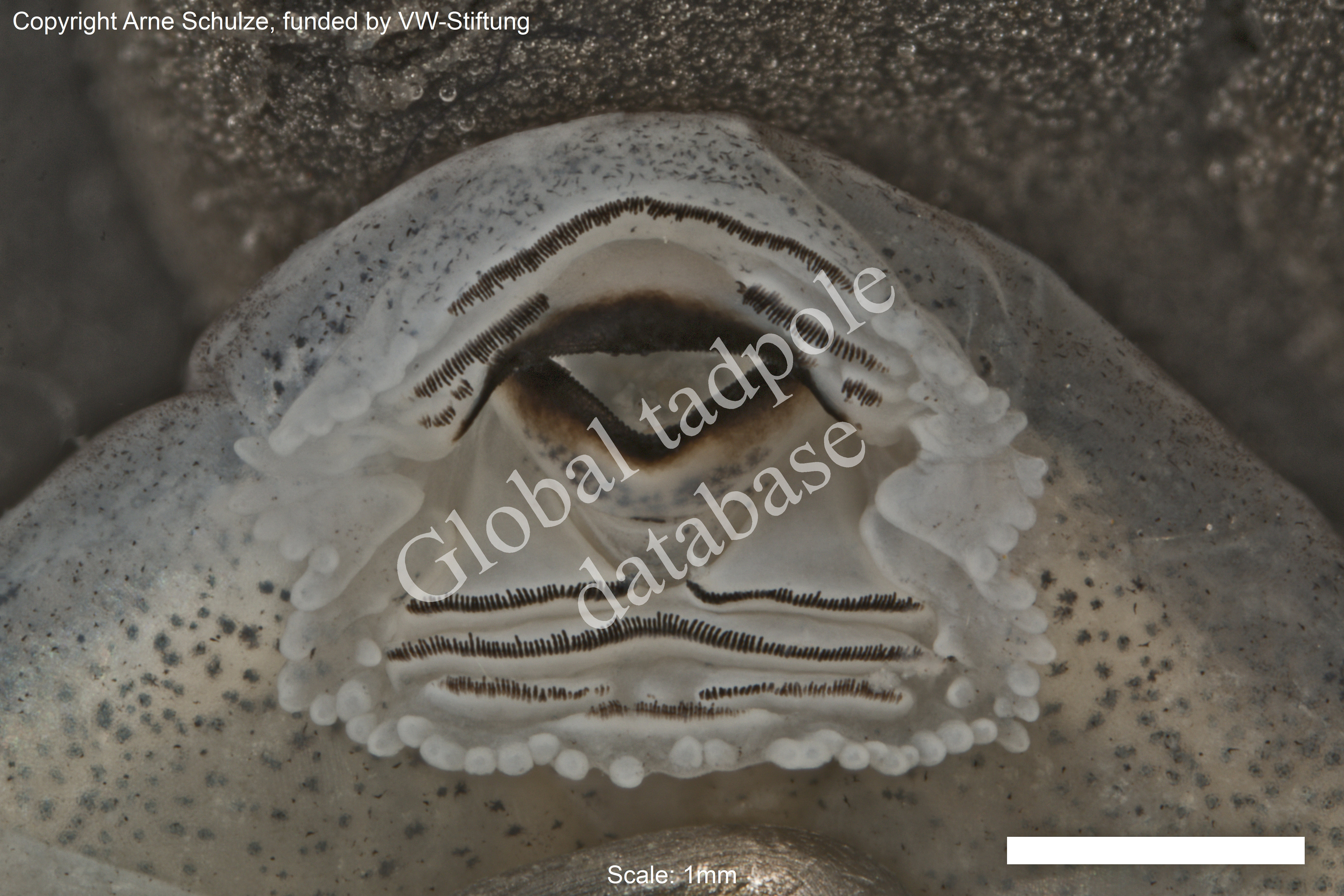 Sorry, no picture available